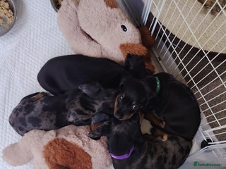 Miniature Dachshund dogs - Advert 9