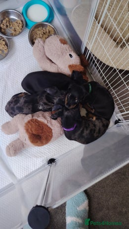 Miniature Dachshund dogs - Advert 7