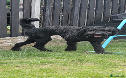 Cockapoo dogs for sale: Male cockapoo *please read ad* - Image 1