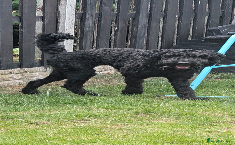 Cockapoo dogs for sale - Advert 1