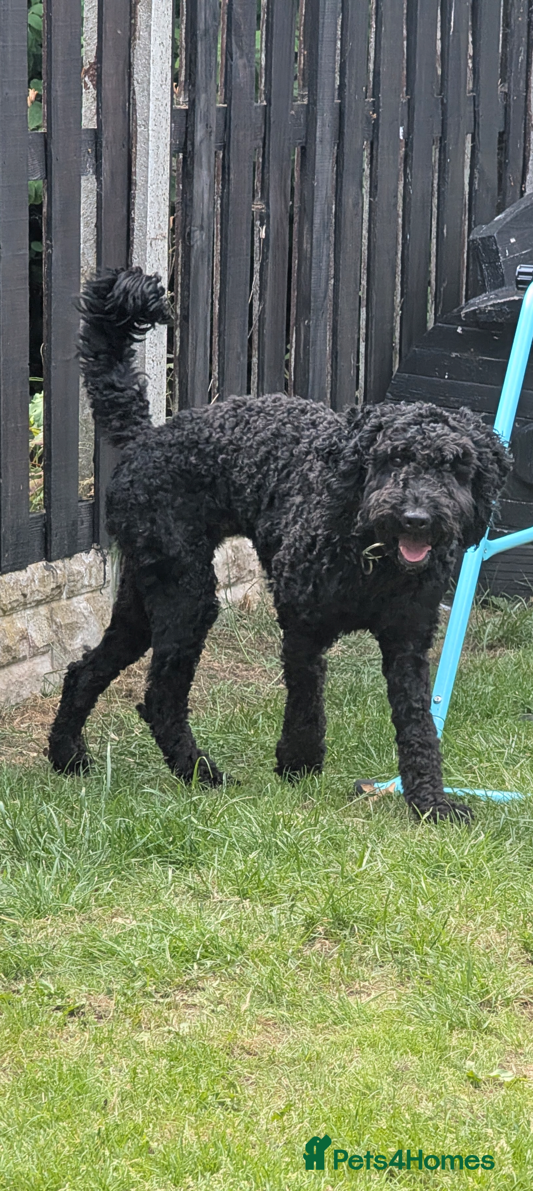 Cockapoo dogs for sale: Male cockapoo *please read ad* - Image 1