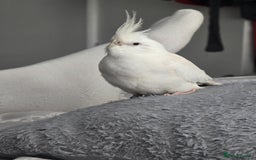 Cockatiels birds for sale: White cockatiel bird - Image 3