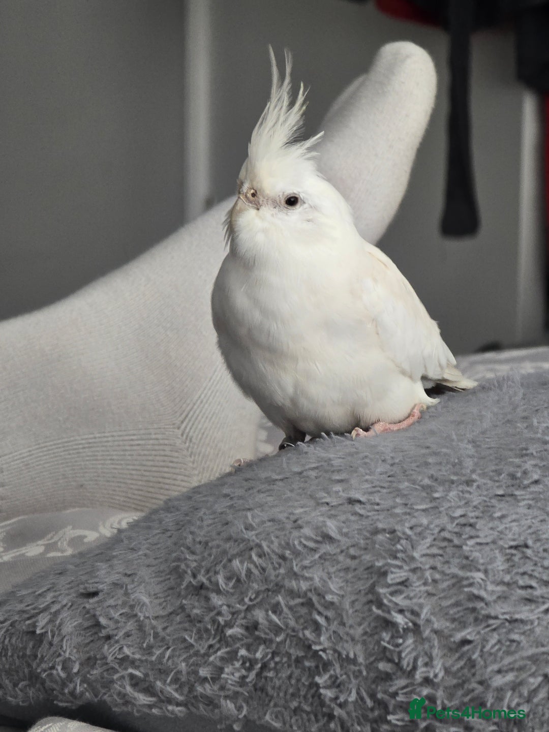 Cockatiels birds for sale: White cockatiel bird - Image 3