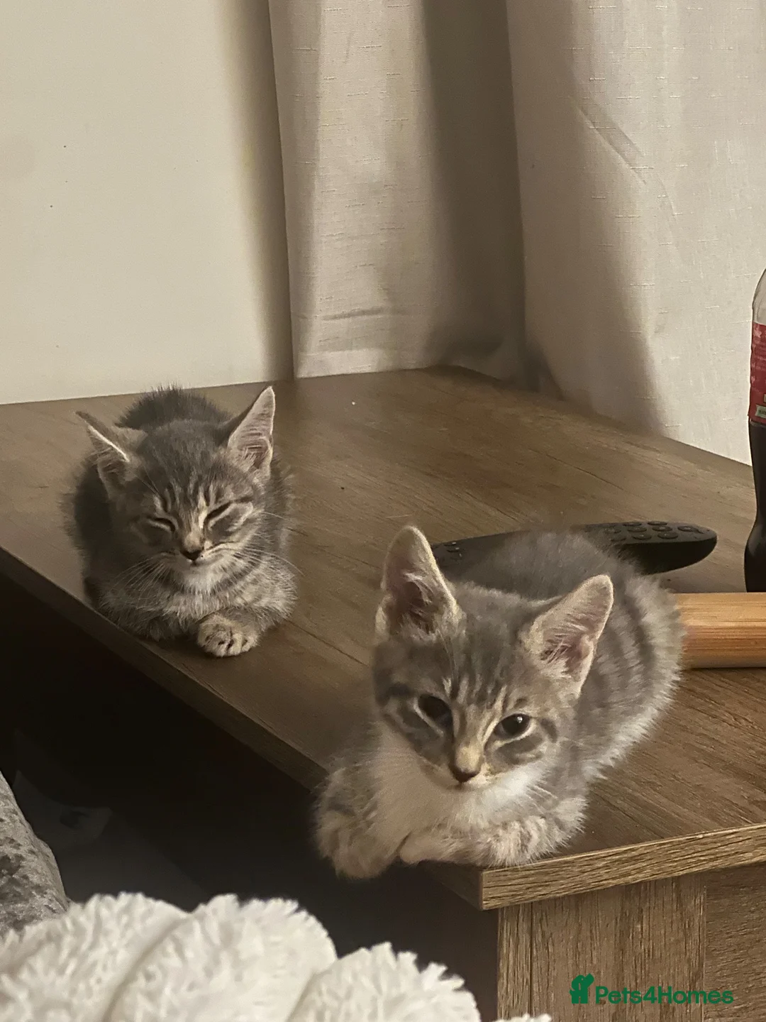 British Shorthair cats for sale: READY NOW 2 girls x - Advert 1
