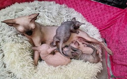 Sphynx cats for sale: Baby sphynx ready for reservation  - Image 1