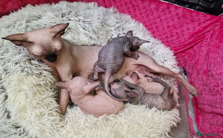 Sphynx cats - Advert 1