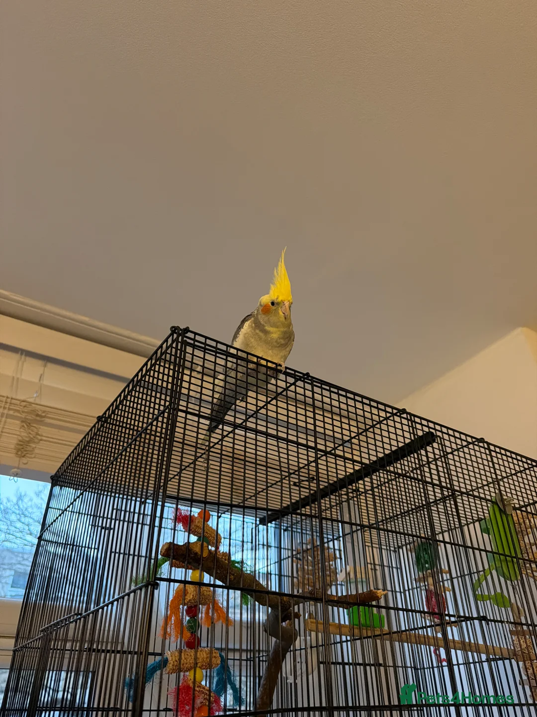 Cockatiels birds for sale: Carolina cockatiels - Advert 1