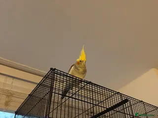 Cockatiels birds Carolina cockatiels - Advert 1