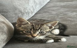 American Shorthair cats for sale: Absolutely stunning and loving Male Kitten   - Image 2