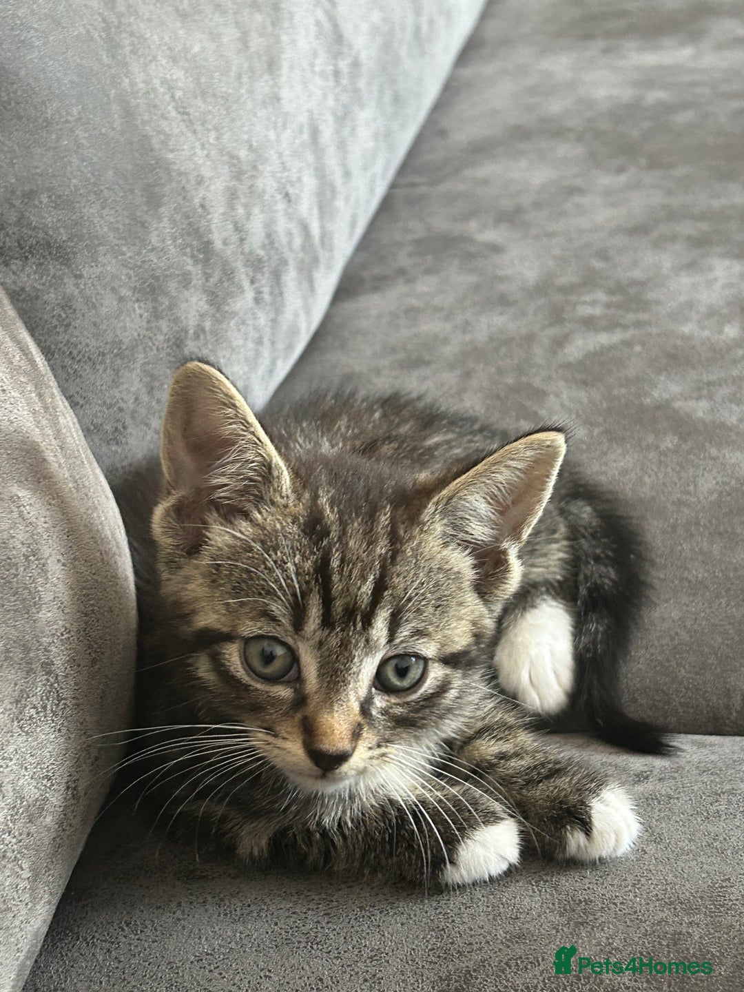 American Shorthair cats for sale: Absolutely stunning and loving Male Kitten   - Image 2