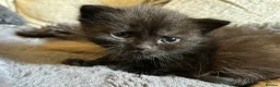 Scottish Fold cats for sale: Ragdoll x Scottish Fold - litter of 4!  - Advert 17