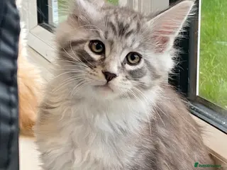 Maine Coon cats XL MAINE COON KITTENS - Advert 13