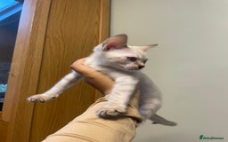 Bengal cats for sale: Snow lynx bengal male  - Image 1