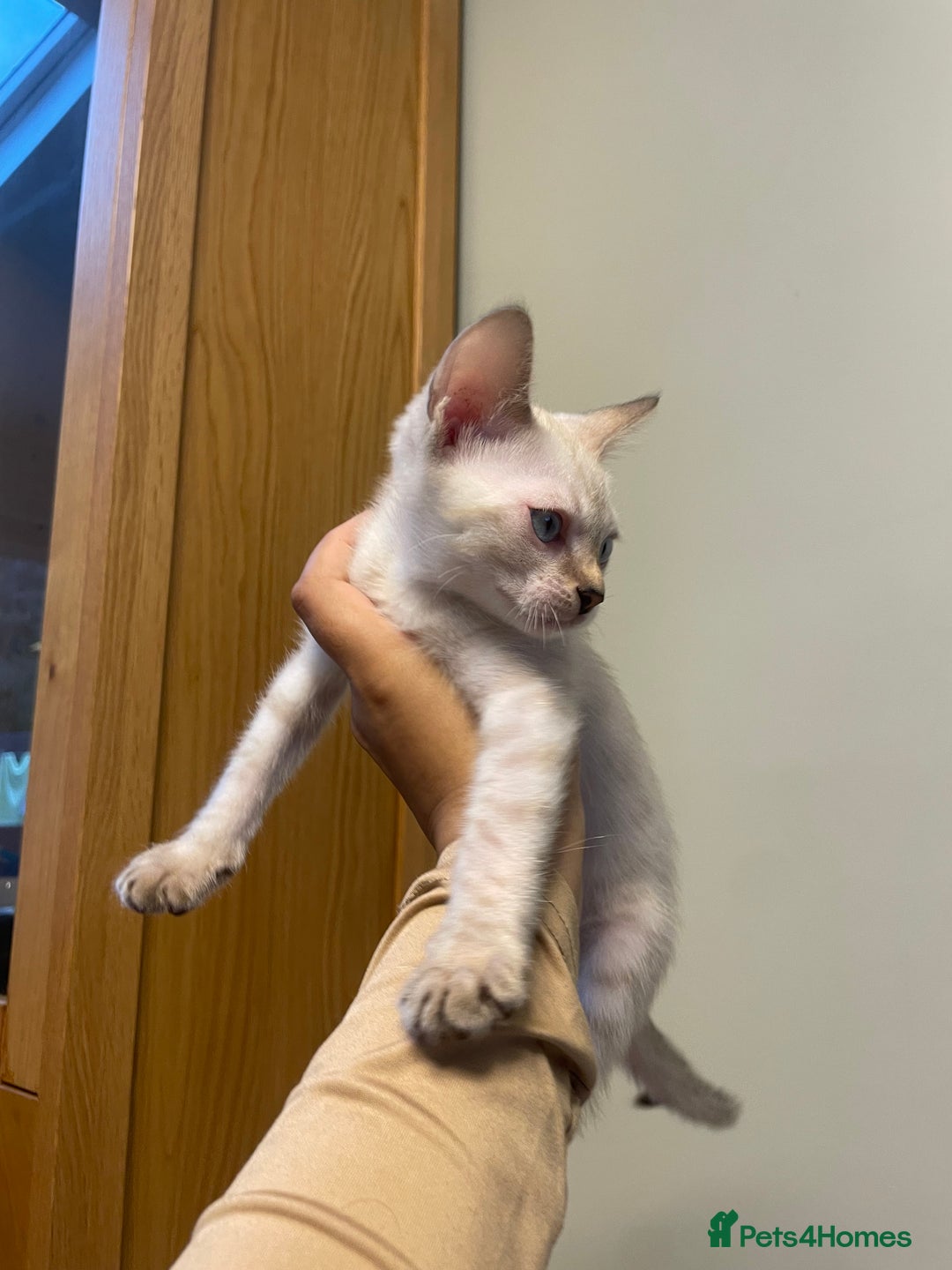 Bengal cats for sale: Snow lynx bengal male  - Image 1