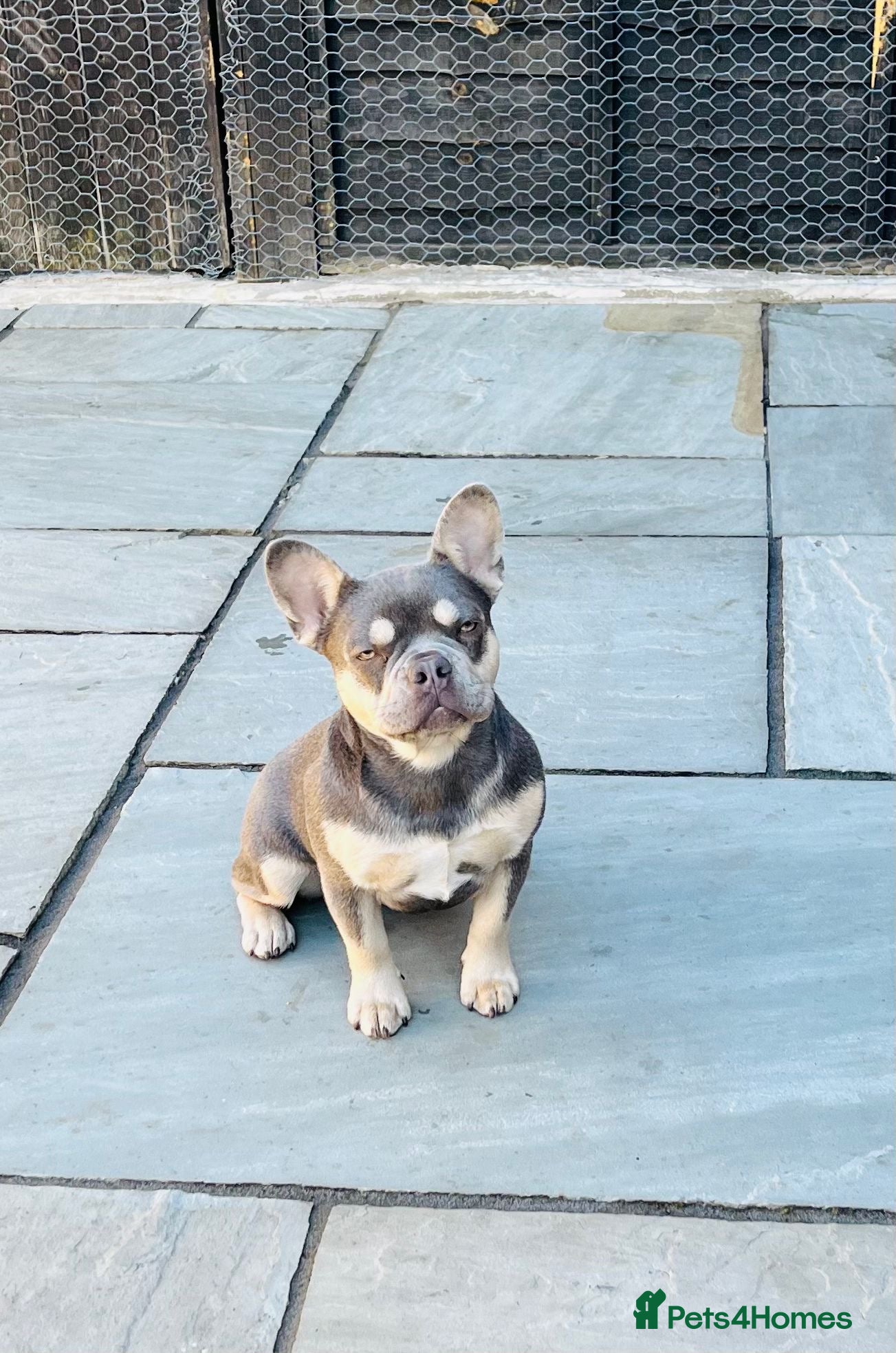 French Bulldog dogs 6 MONTH OLD ROMI  - Advert 3