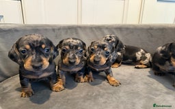 Miniature Dachshund dogs for sale: Miniature Dachshunds Dapple - Image 7