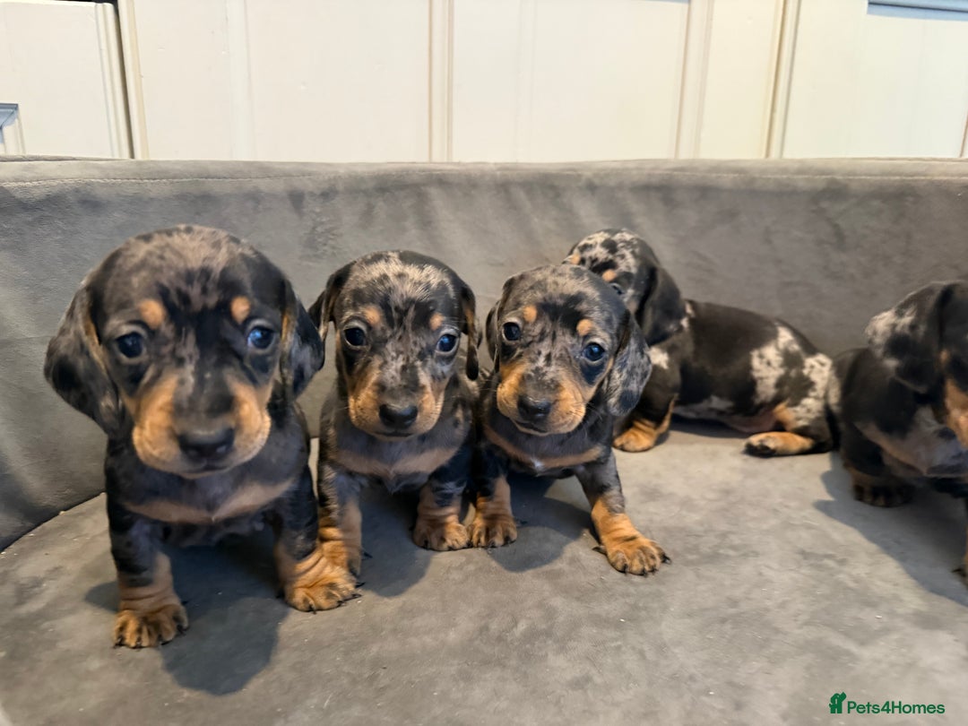 Miniature Dachshund dogs for sale: Miniature Dachshunds Dapple - Image 7