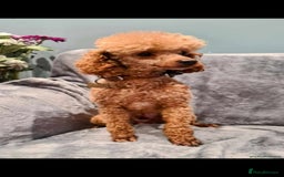 Cockapoo dogs for sale: Beautiful F1 Cockapoo puppies - Image 18