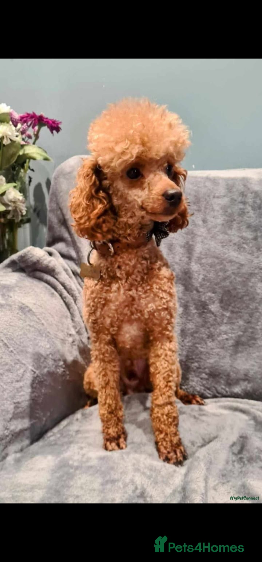 Cockapoo dogs for sale: Beautiful F1 Cockapoo puppies - Image 18