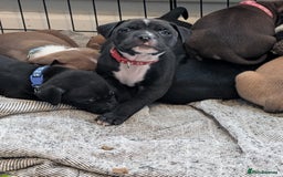 Mixed Breed dogs for sale: Beautiful American bulldog x staffie puppies  - Image 2