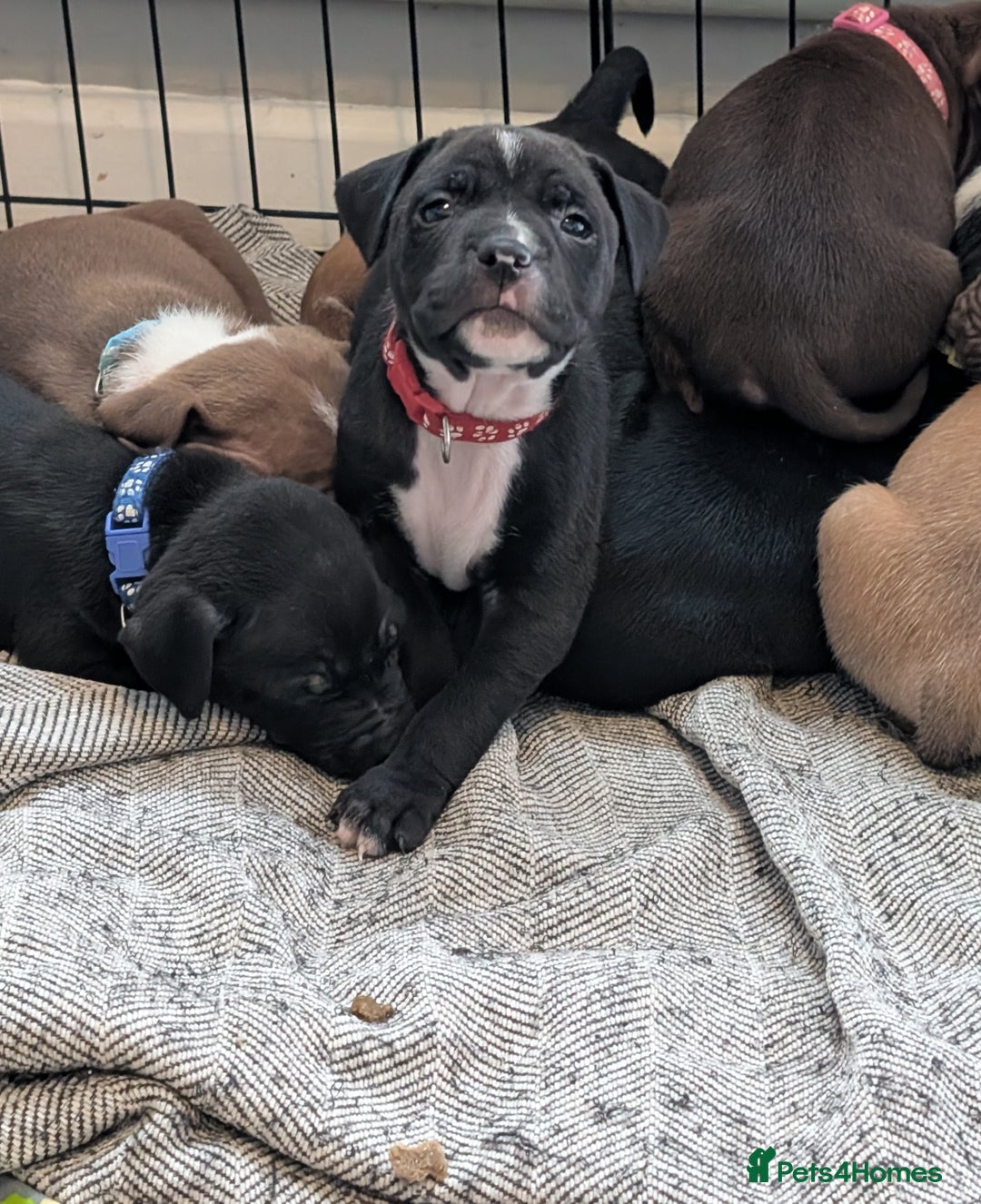 Mixed Breed dogs for sale: Beautiful American bulldog x staffie puppies  - Image 2