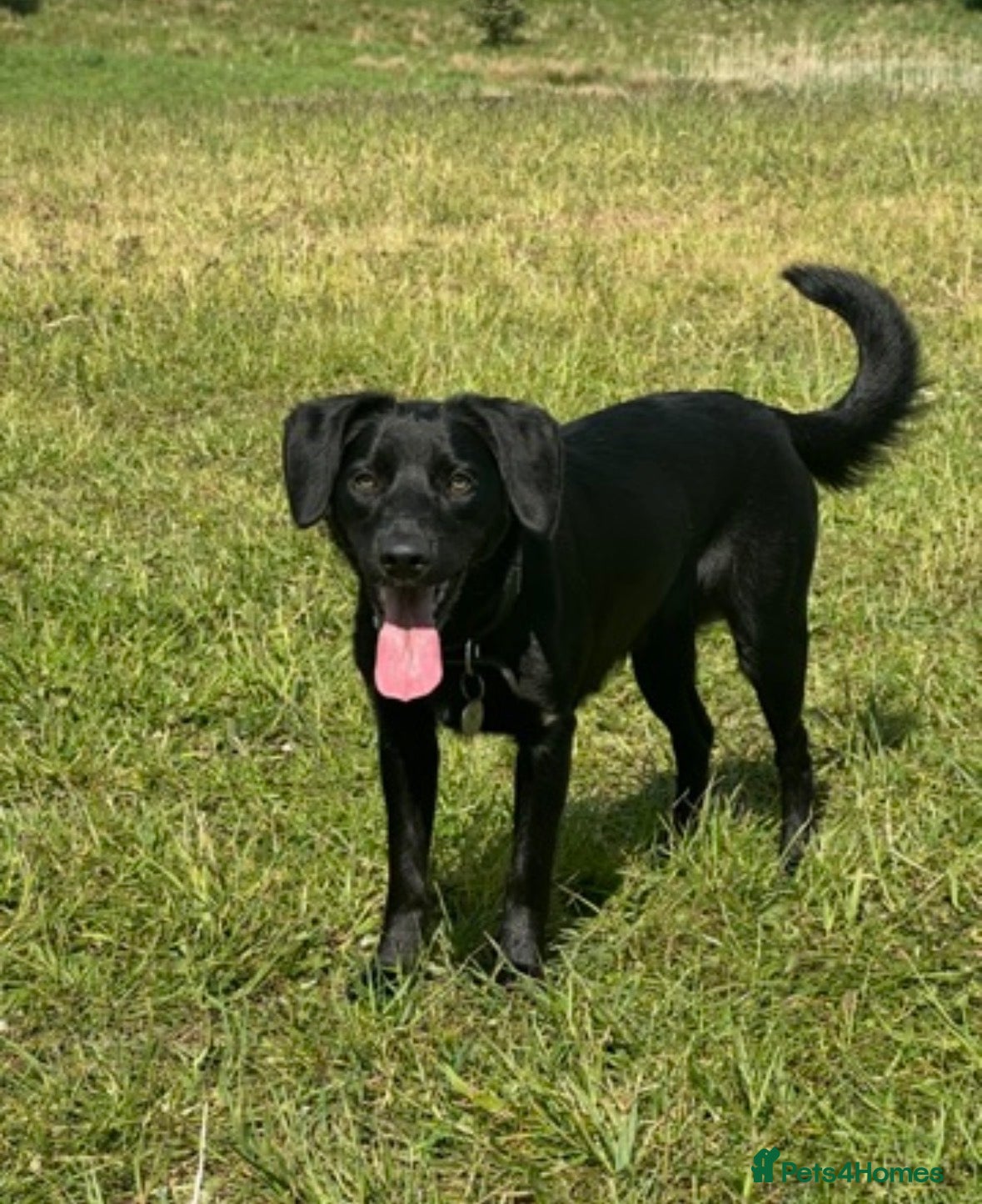 Cockerdor dogs Lovely Cockerdor puppies for sale  - Advert 3