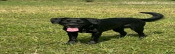 Cockerdor dogs for sale: Lovely Cockerdor puppies for sale  - Advert 1