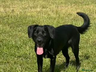 Cockerdor dogs Lovely Cockerdor puppies for sale - Advert 1