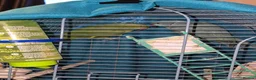 Ringnecks birds for sale: Parrots  in Bury - Advert 8