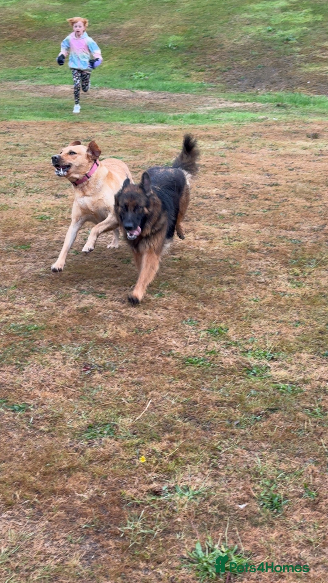 Labrador Retriever dogs for sale: Our beautiful girls - Advert 7