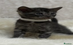 Bengal cats for sale: International Championship, Full Pedigree Bengals - Image 8