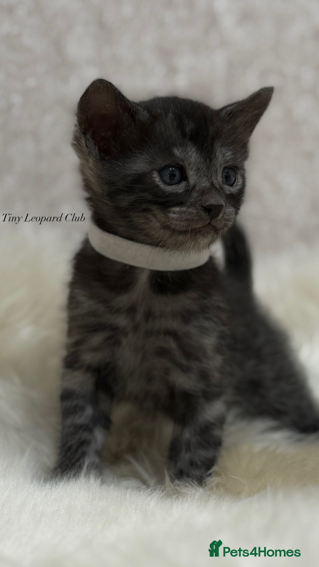Bengal cats for sale: International Championship, Full Pedigree Bengals - Image 8