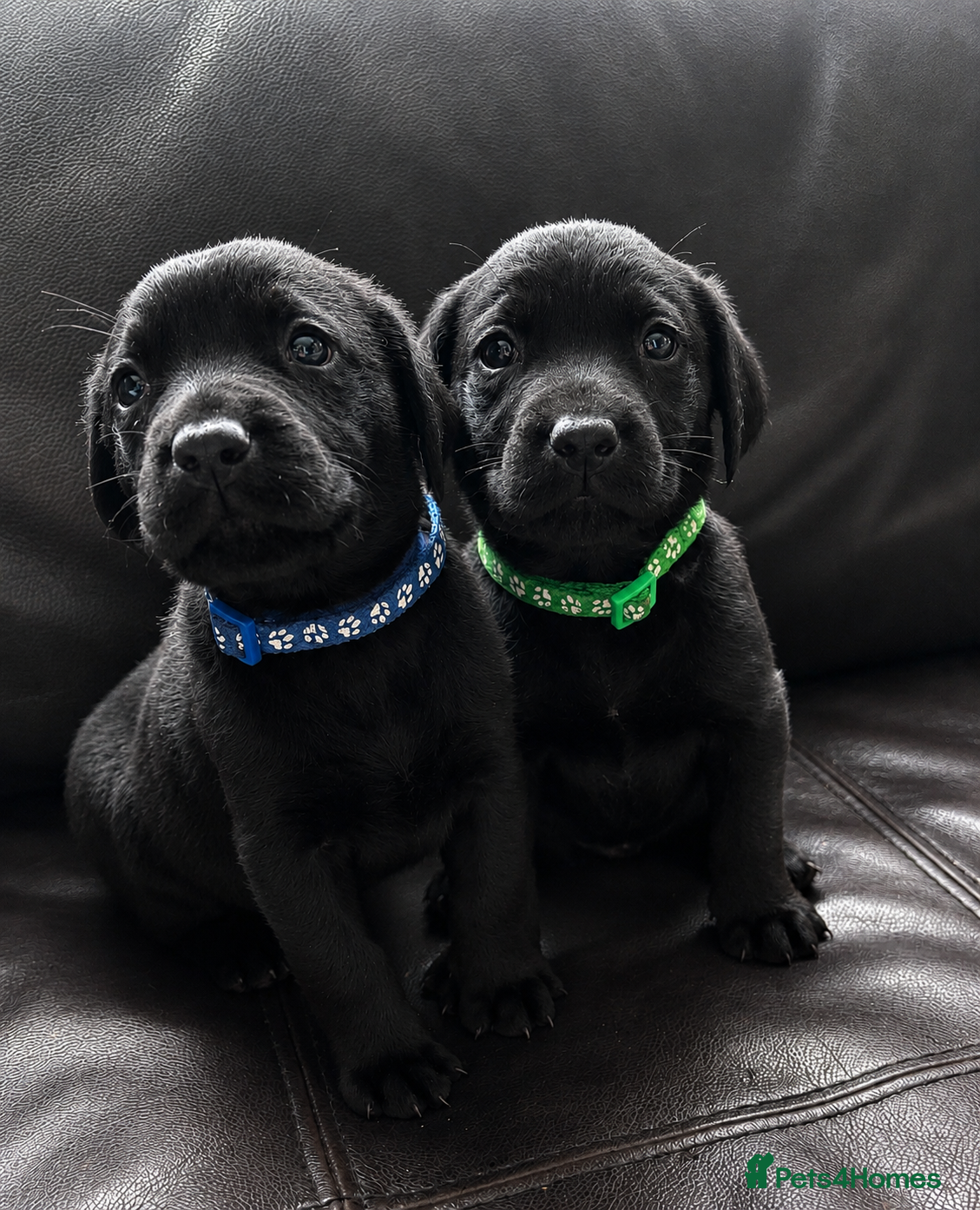 Labrador Retriever dogs  ⭐️ 5* LICENSED BREEDER - KC REGISTERED LABRADORS - Advert 1
