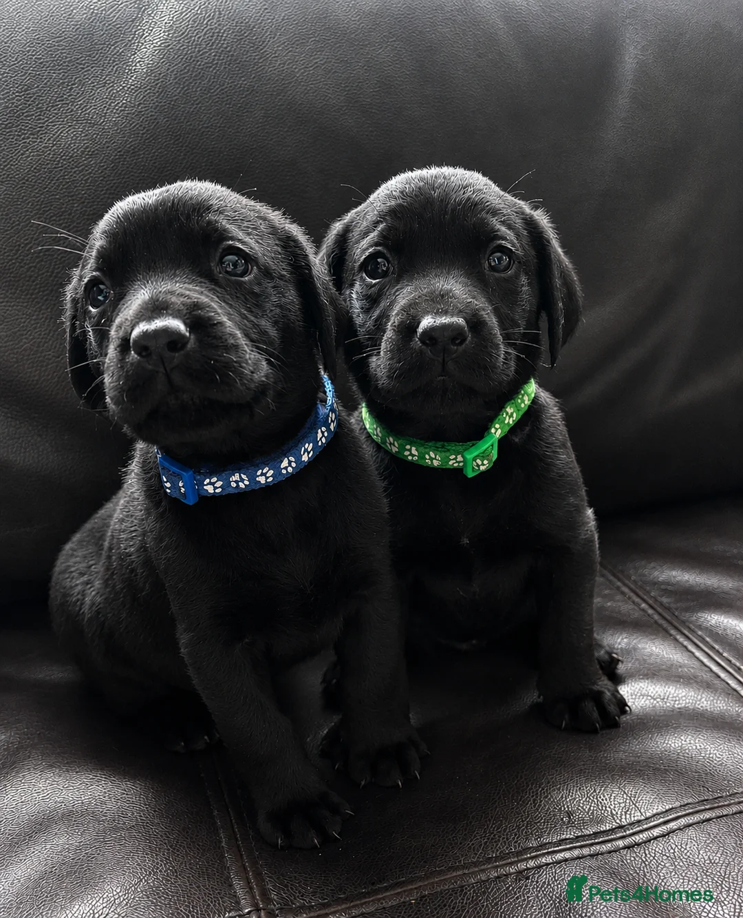 Labrador Retriever dogs for sale:  ⭐️ 5* LICENSED BREEDER - KC REGISTERED LABRADORS - Advert 1