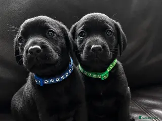Labrador Retriever dogs ⭐️ 5* LICENSED BREEDER - KC REGISTERED LABRADORS - Advert 2