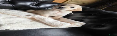 Golden Retriever 1