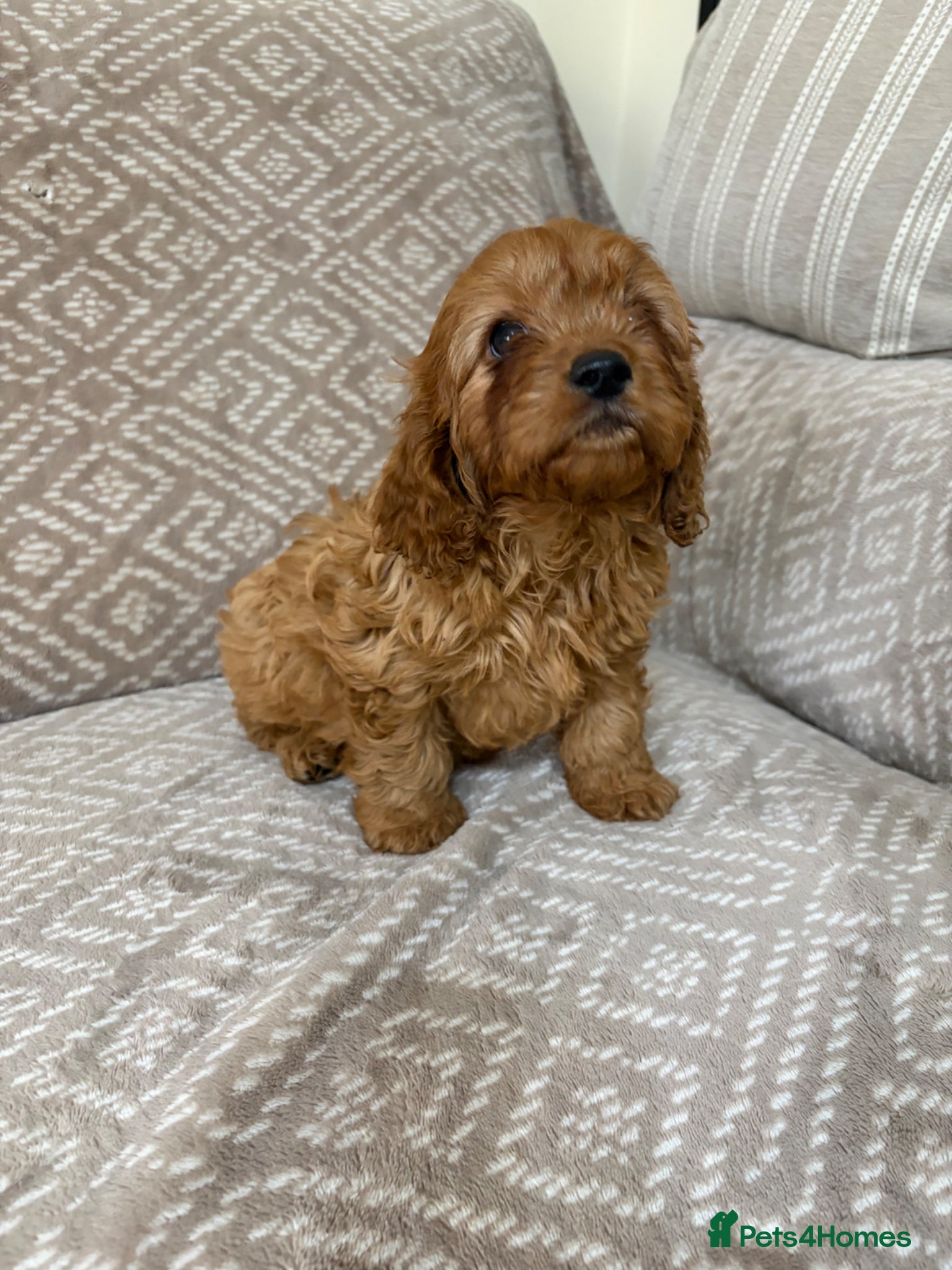 Cavapoo dogs Stunning F1 fox red Cavapoo boy - Advert 2