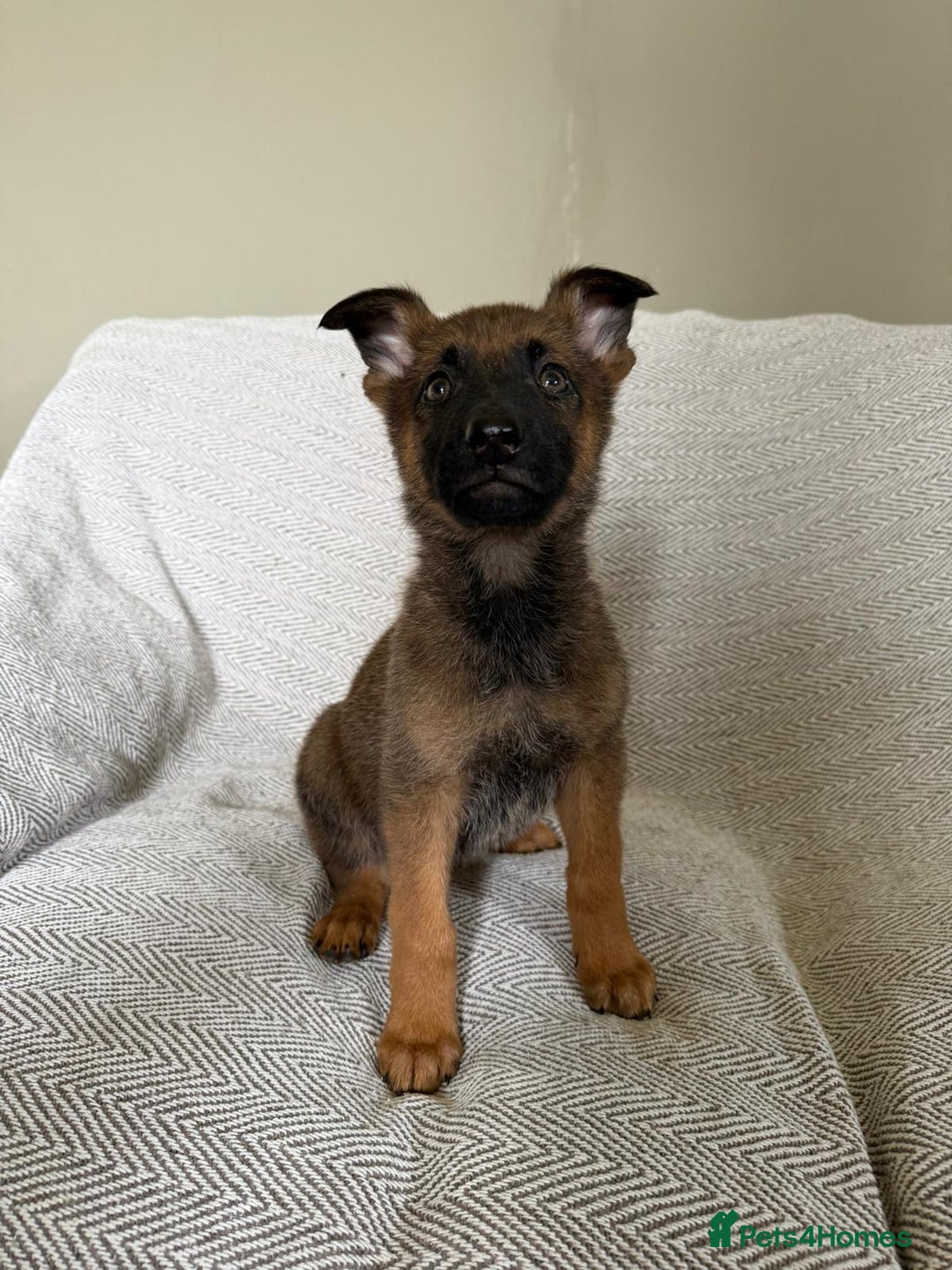 German Shepherd dogs for sale: BEAUTIFUL ALERT PUPS - Image 5