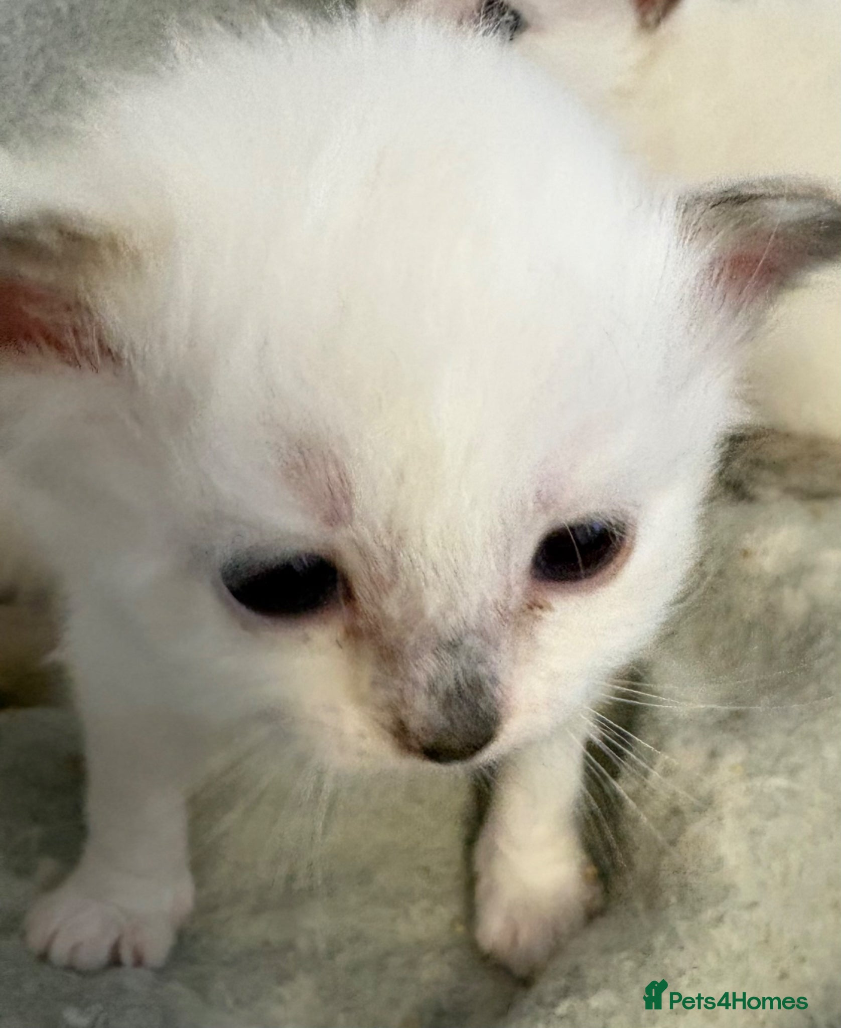 Birman cats Adorable GCCF registered Birman kittens - Advert 2