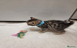 Bengal cats for sale: Beautiful 1/2 bengal kittens - Image 31