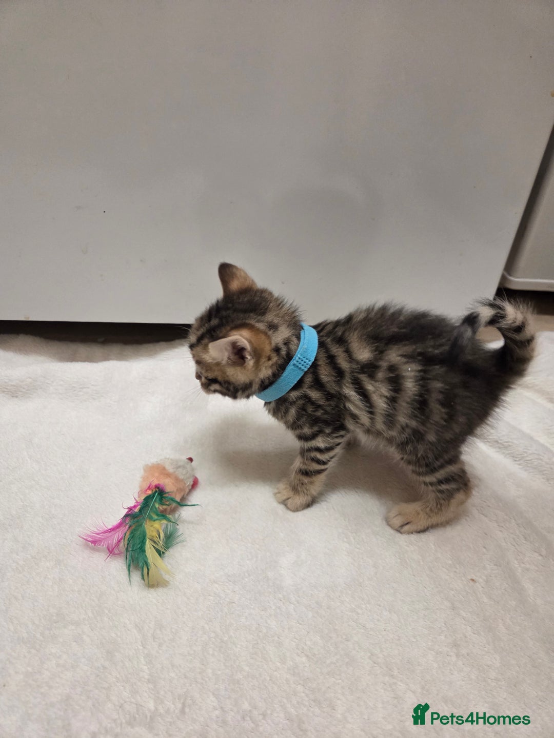 Bengal cats for sale: Beautiful 1/2 bengal kittens - Image 31
