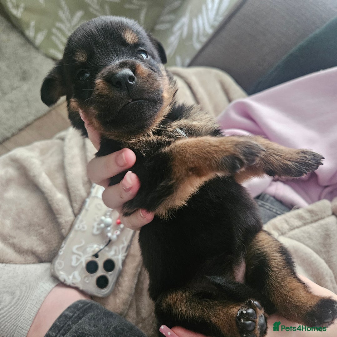 Rottweiler dogs for sale: 12 beautiful puppies  - Image 3