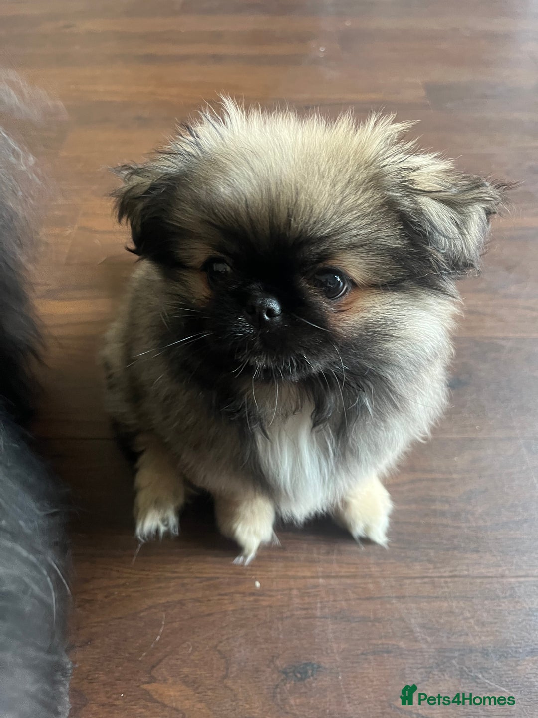 Pekingese dogs for sale: PEEKAPOM (Pekingese/Pomeranian) LAST GIRL LEFT - Image 4