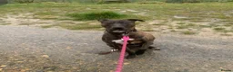 Mixed Breed dogs for sale: Rehoming my beautiful lennie - Advert 4