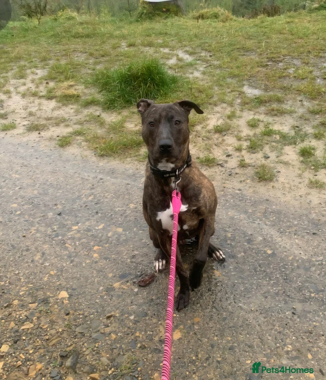 Mixed Breed dogs for sale: Rehoming my beautiful lennie - Advert 4