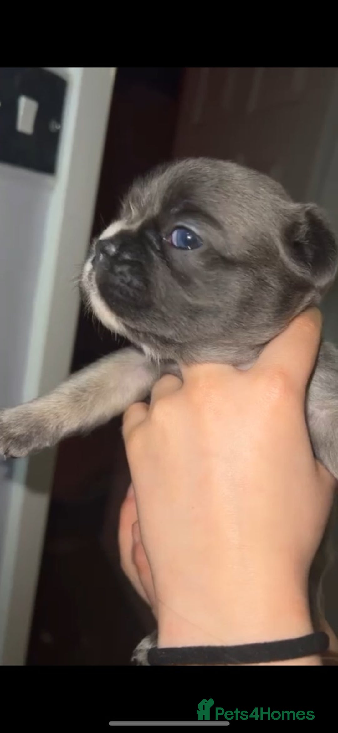 French Bulldog dogs for sale: French bulldog  - Image 30