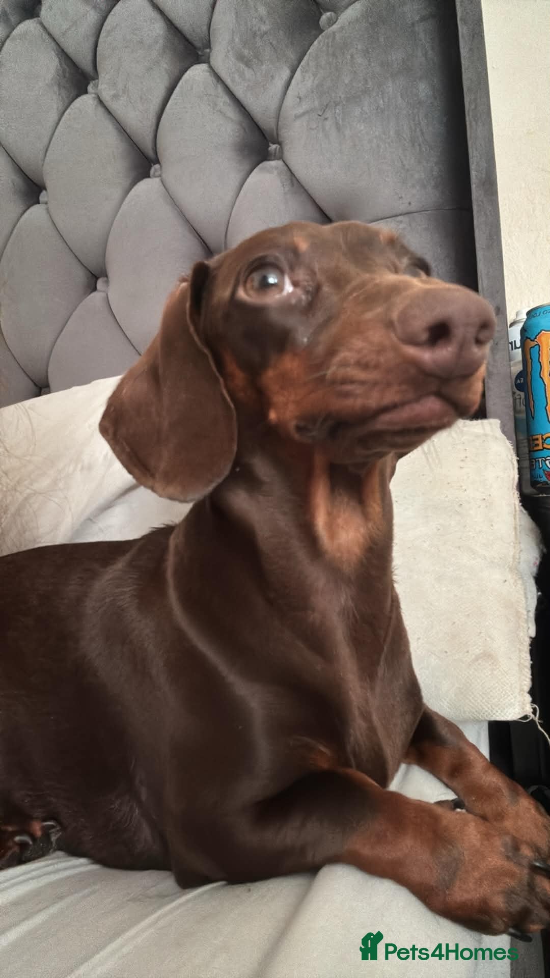 Dachshund dogs Pep the Dachshund - Advert 8