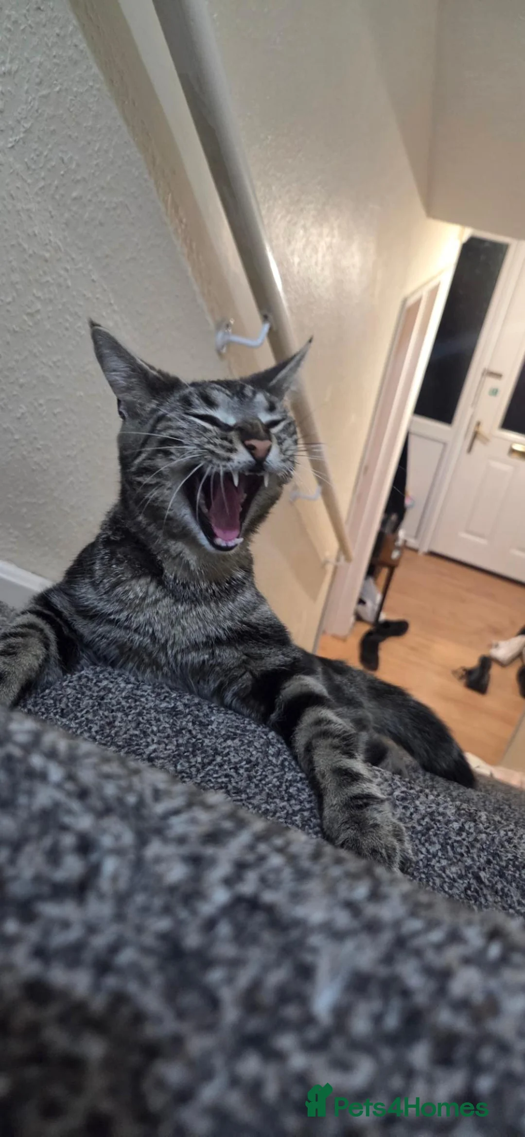 Mixed Breed cats for sale: 1.5 year old female cat  in Southampton - Advert 2