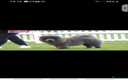 Chow Chow dogs for sale: Gorgeous kc chow chows in Middlesbrough - Image 7