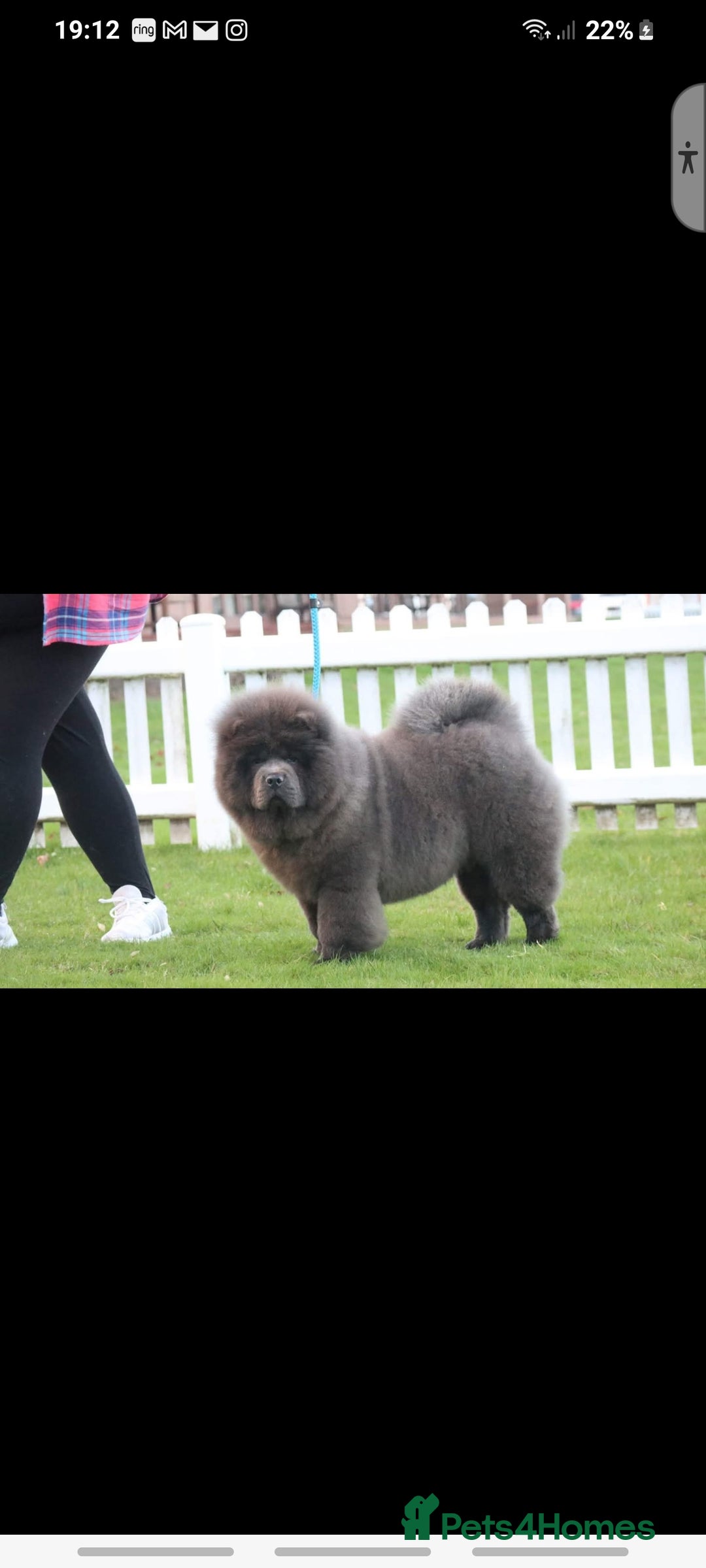 Chow Chow dogs for sale: Gorgeous kc chow chows in Middlesbrough - Image 7